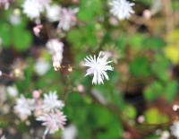 White dainty flowers with a fine pink hint